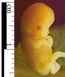 Embrión 7 semanas después de la concepción.jpg