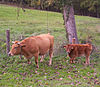 Vaca Asturiana de los valles.jpg