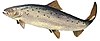 Diadromous fish (Atlantic salmon)