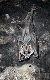 Greater False Vampire Bat (Megaderma lyra).jpg
