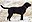Black Labrador Retriever - Male IMG 3323 (cropped).jpg