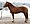 Finnhorse stallion.jpg