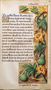 Early 1500s painting of squash plants and fruits