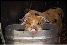 Pig in a bucket.jpg