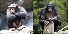 Imagem composta de chimpanzé macho (esquerda) e bonobo macho (direita) .jpg