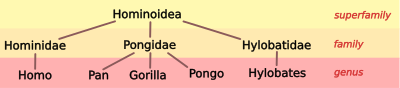Hominoid taxonomy 2.svg