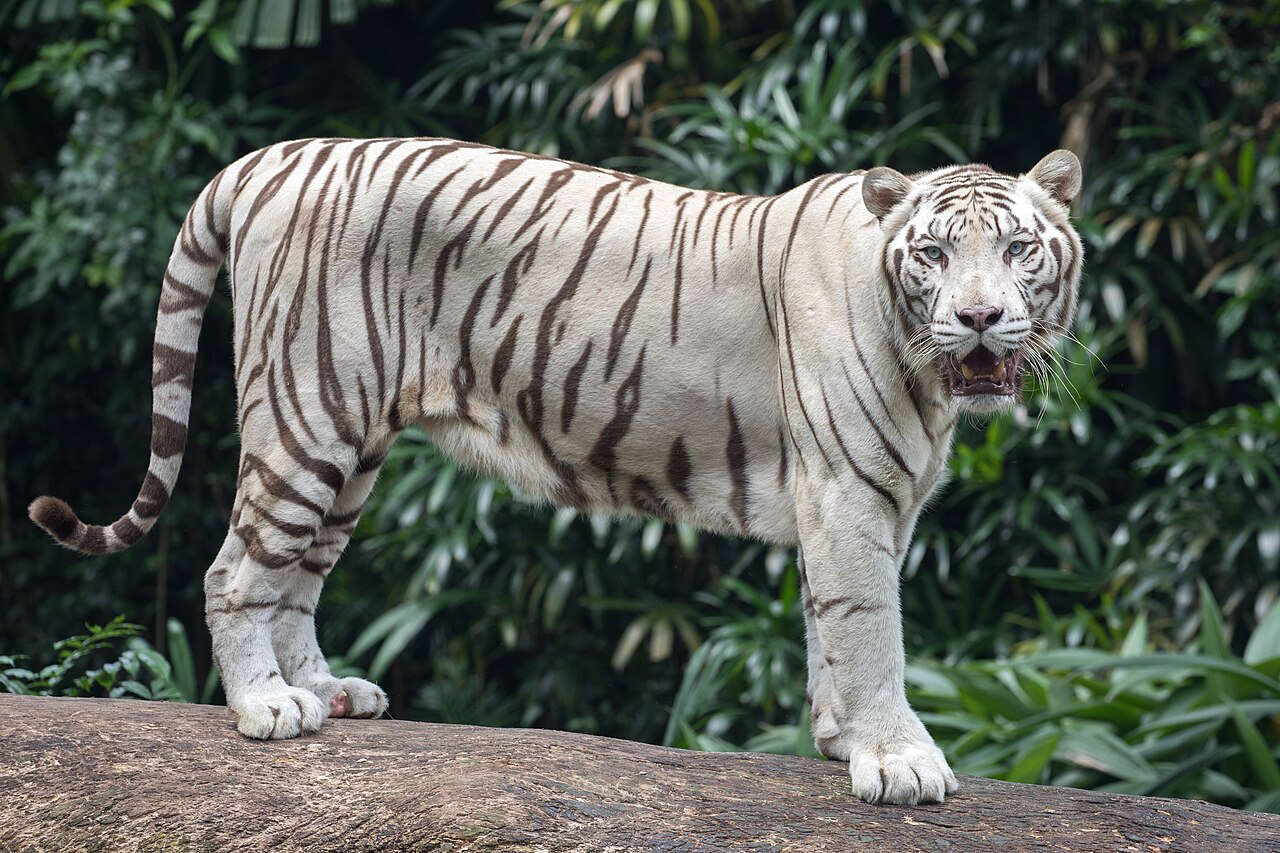 Tigre blancVariationetTigres sans rayures
