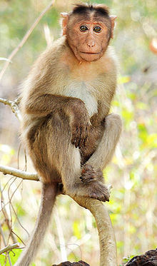 Bonnet macaco Macaca radiata Mangaon, Maharashtra, India