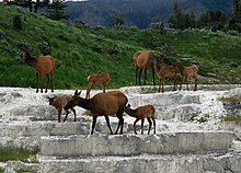 Photograph of elk crossing a rock face