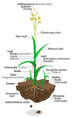 Diagram of a typical lawn grass plant.