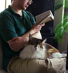 A long-haired calico cat sat in the lap of a man who is sat cross-legged on the floor.