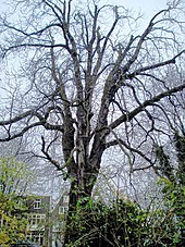 A large tree, devoid of foliage