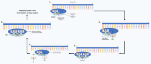 Five strands of mRNA with all with a ribosome attached at different stages of translation. The first strand has a ribosome and one tRNA carrying its amino acid base pairing with the mRNA, the second strand has a ribosome and a second tRNA carrying an amino acid base pairing with the mRNA, the third strand has the ribosome catalysing a peptide bond between the two amino acids on the two tRNA's. The fourth strand has the first tRNA leaving the ribosome and a third tRNA with its amino acid arriving. The fifth strand has the ribosome catalysing a peptide bond between the amino acids on the second and third tRNA's with an arrowing indicating the cycle continues