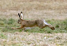 Photograph of a running hare