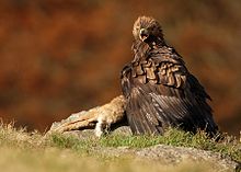 Photograph of a golden eagle with a hare as its prey