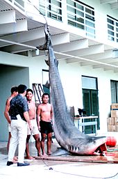 Photo of suspended tiger shark next to four men.