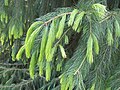 New growth of Himalayan or Morinda Spruce Picea smithiana.JPG