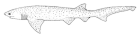 Notorynchus cepedianus (Broadnose sevengill shark).gif