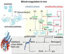 Koagulation in vivo.png
