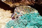 Turtle entangled in marine debris (ghost net).jpg