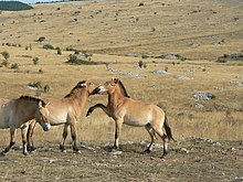 Three tan-colored horses with upright manes. Two horses nip and paw at each other, while the third moves towards the camera. They stand in an open, rocky grassland, with forests in the distance.