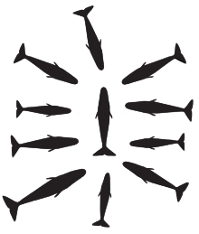 Diagram showing silhouettes of 10 inward-facing whales surrounding a single, presumably injured, group member