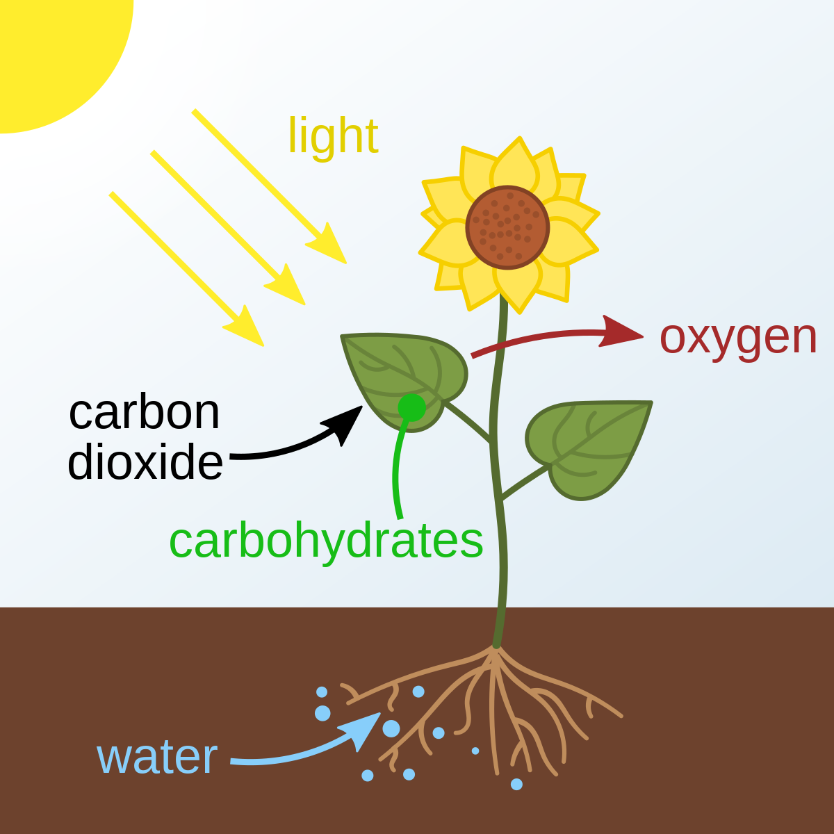 البناء الضوئي عند النبات مثال على تفاعل ماص للطاقة