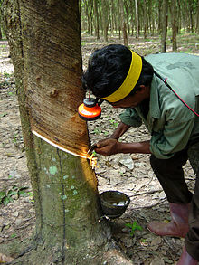 Plantation worker tapping a rubber tree