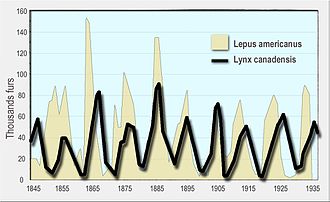 A line graph of the number of Canada lynx furs sold to the Hudson's Bay Company on the vertical axis against the numbers of snowshoe hare on the horizontal axis for the period 1845 to 1935