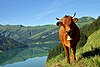 Vache-tarentaise-et-le-lac-de-roseland-ferme--6614e1T650.jpg