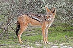 Black-backed jackal (Canis mesomelas mesomelas) 2.jpg