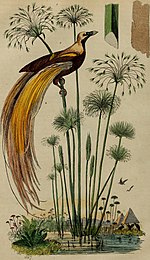 Drawing of a greater bird of paradise on papyrus