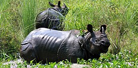 Un cuerno Rhino manish.JPG