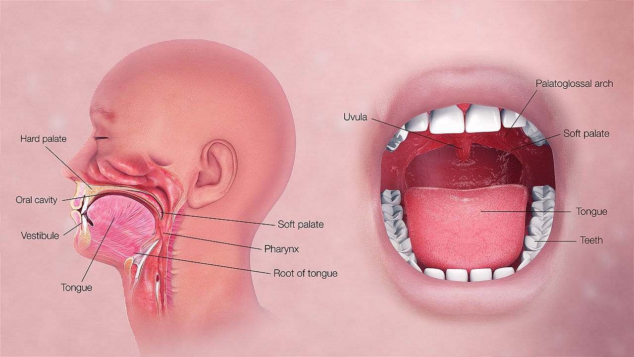 مكونات الفم من الجهاز الهضمي 3 خطوات