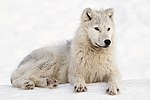 Arctic Wolf in Montebello, Québec, Canada.jpg