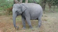 File:Elephant eating Yala Sri Lanka.ogv