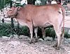 Philippine cow and calf