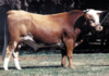 Argentine Criollo Bull.png