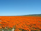 California Poppies1.jpg