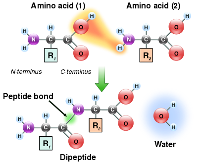 Two amino acids are shown next to each other. One loses a hydrogen and oxygen from its carboxyl group (COOH) and the other loses a hydrogen from its amino group (NH2). This reaction produces a molecule of water (H2O) and two amino acids joined by a peptide bond (–CO–NH–). The two joined amino acids are called a dipeptide.