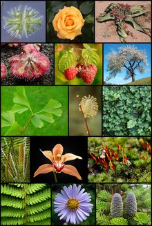Imagen de diversidad de plantas versión 5.png