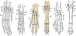 Six hand skeletons