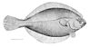 Demersal fish (American plaice)
