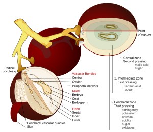 Anatomical-style diagram of three grapes on their stalks. Two of the grapes are shown in cross-section with all their internal parts labeled.