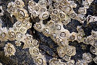 Many barnacles living on a rock. Each one consists of a round wall with a central hole closed off by two hard plates.