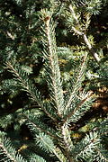 Picea likiangensis - Quarryhill Botanical Garden - DSC03422.JPG