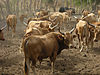 N'Dama herd in West Africa.jpg