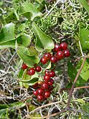 Leaves and berries of Smilax aspera