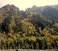 Coniferous Forest (Durring Winters Before Snowfall).jpg