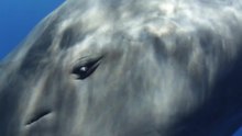 File:Sperm whale eye retraction.ogv